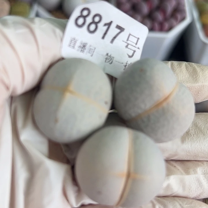 8817 好养易活生石花大母本