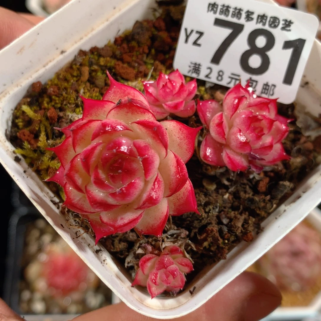 5CM拇指盆精控多肉YZ781