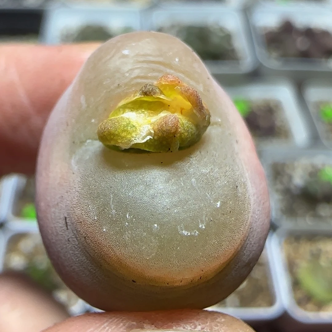 2.1漂亮多肉植物103