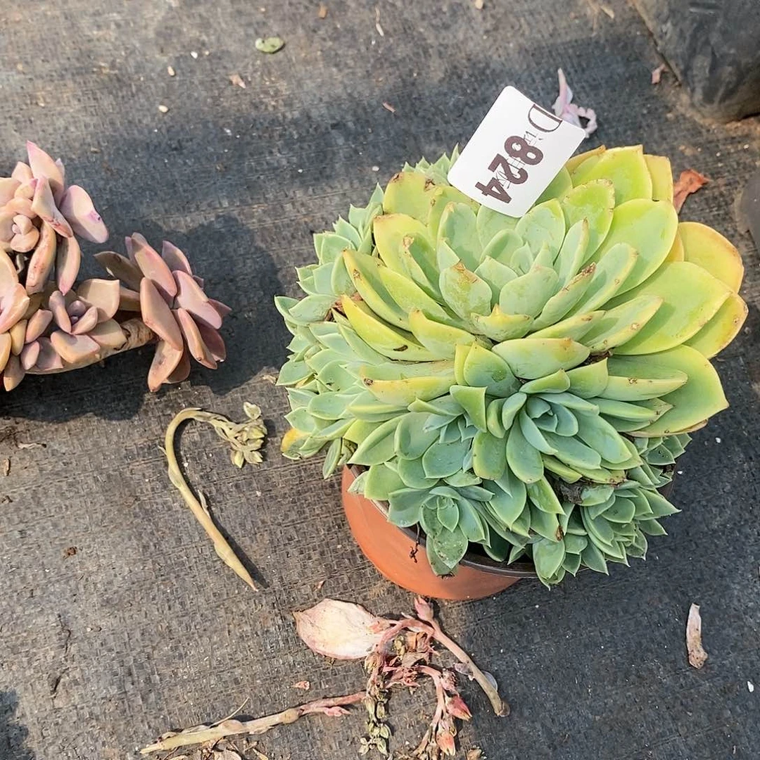 静*824三色堇多肉植物