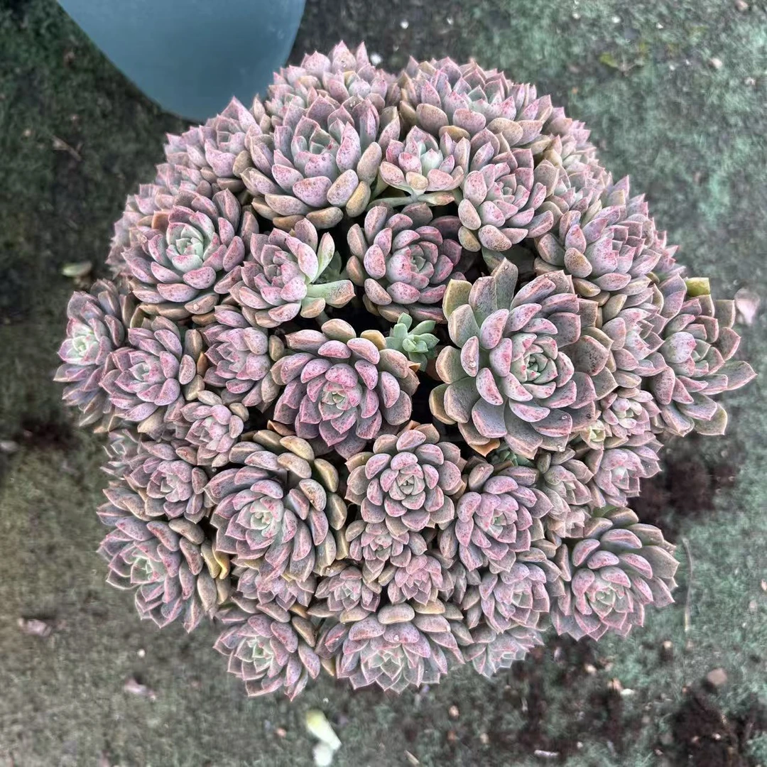 粉布偶      多肉