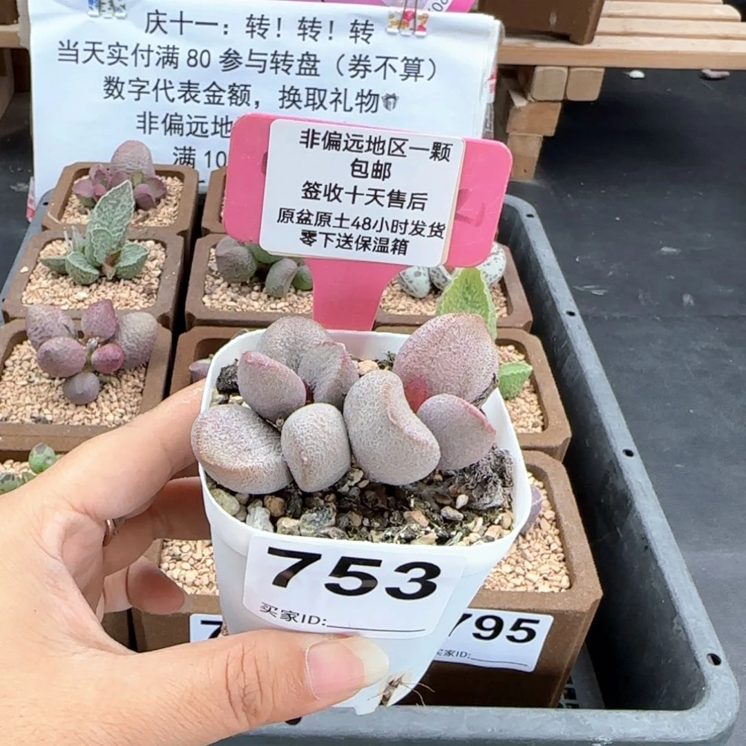 753甜心多肉植物