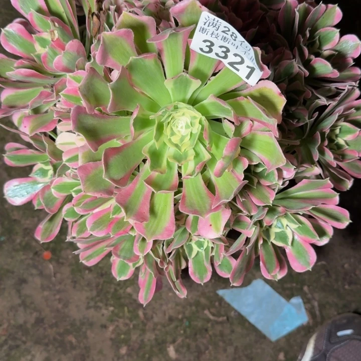 3321白凤多肉植物