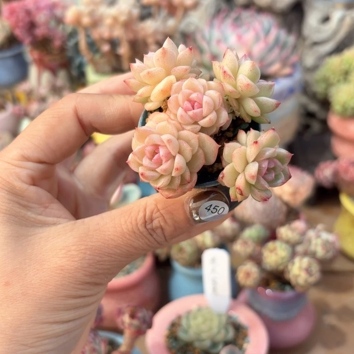 雪***?450 多肉含盆土 30包邮 除偏远