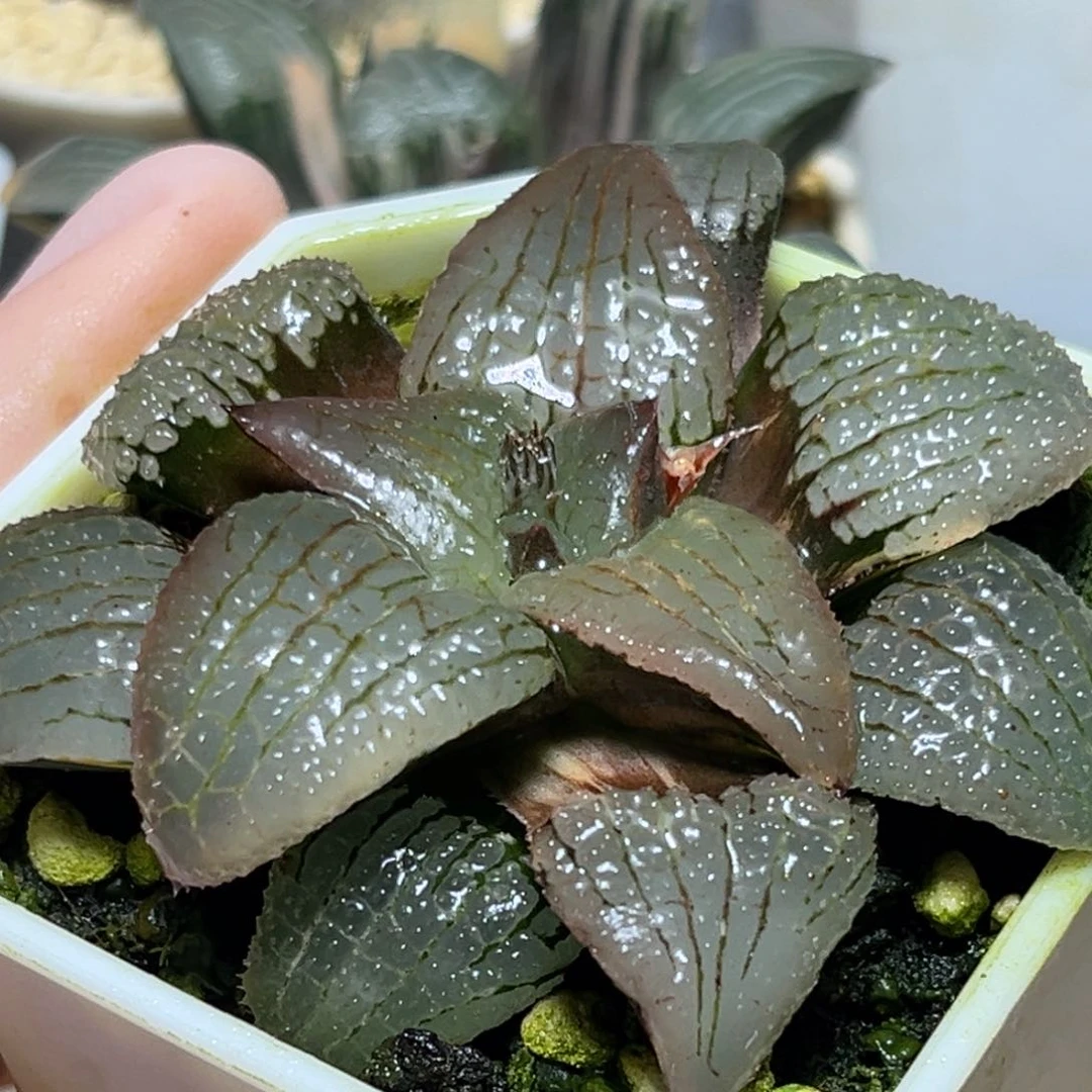 恭喜发财大吉大利0015