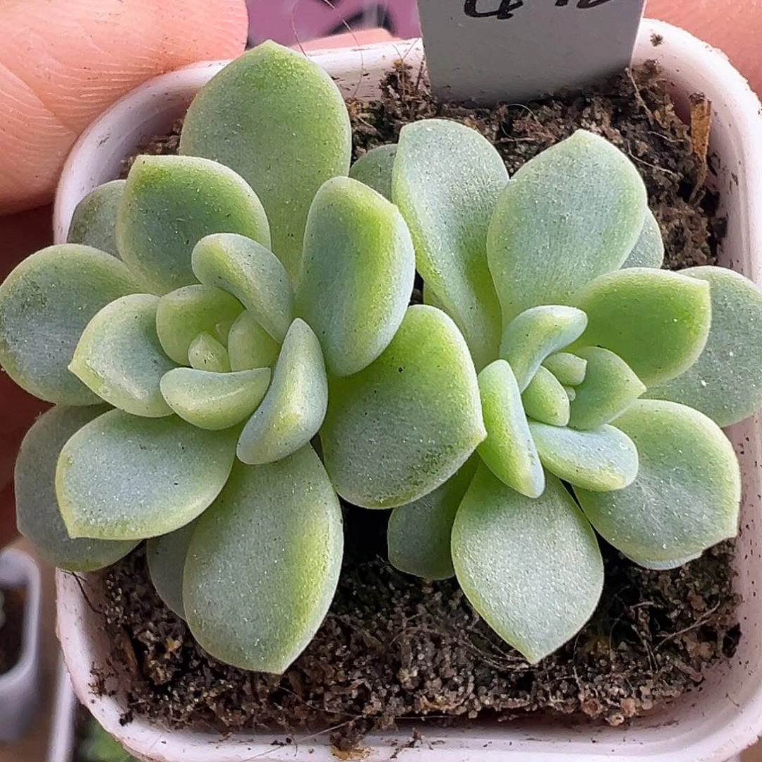 财富12一物一拍啊