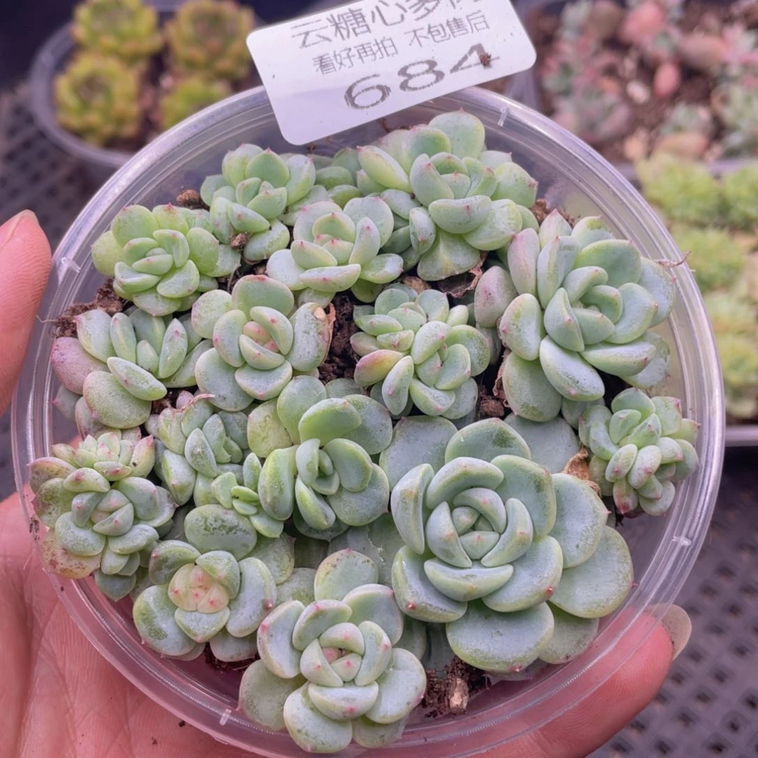 云糖心多肉植物684
