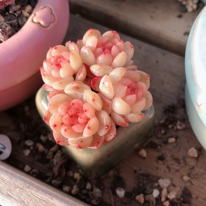 【闪购商品】暖*宝暖宝宝花