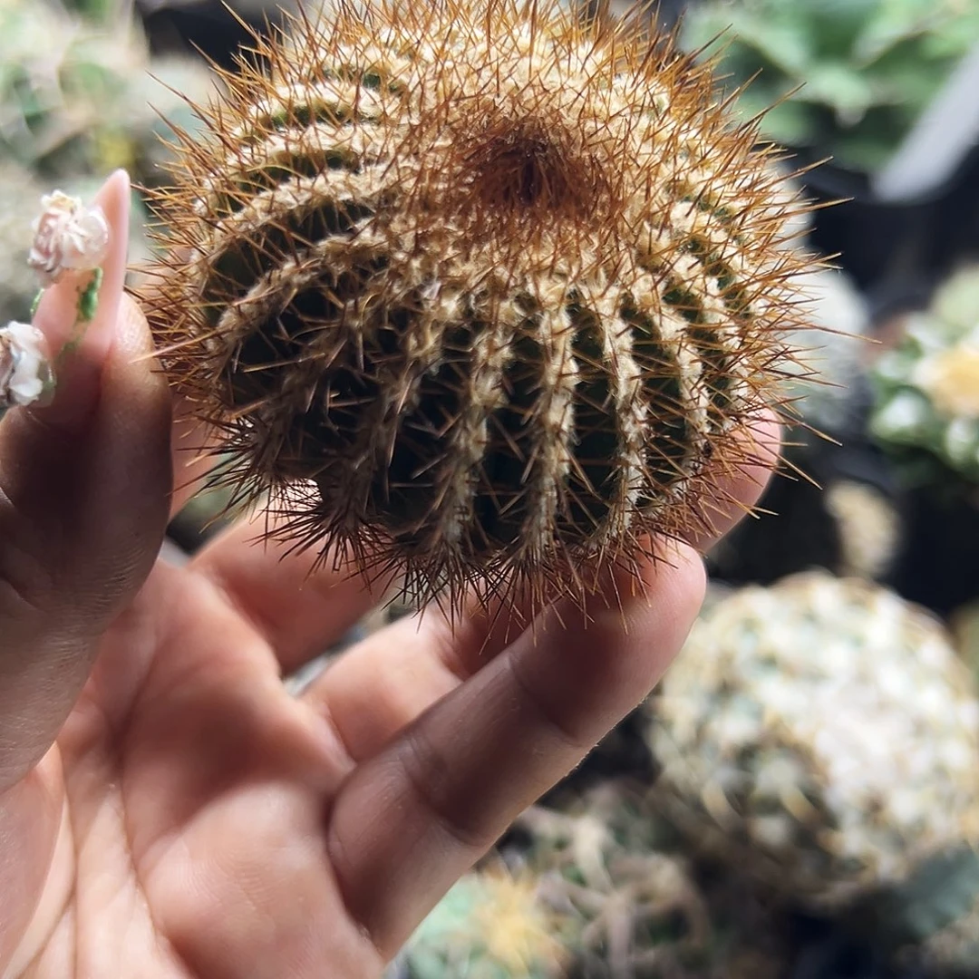 优波仙人球66666666