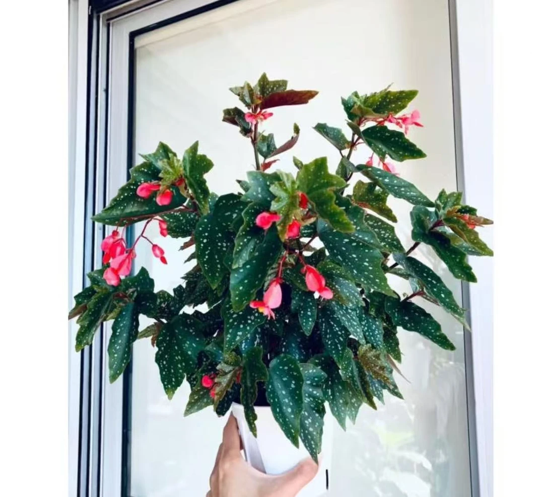 小天使之翼秋海棠 春屿花间