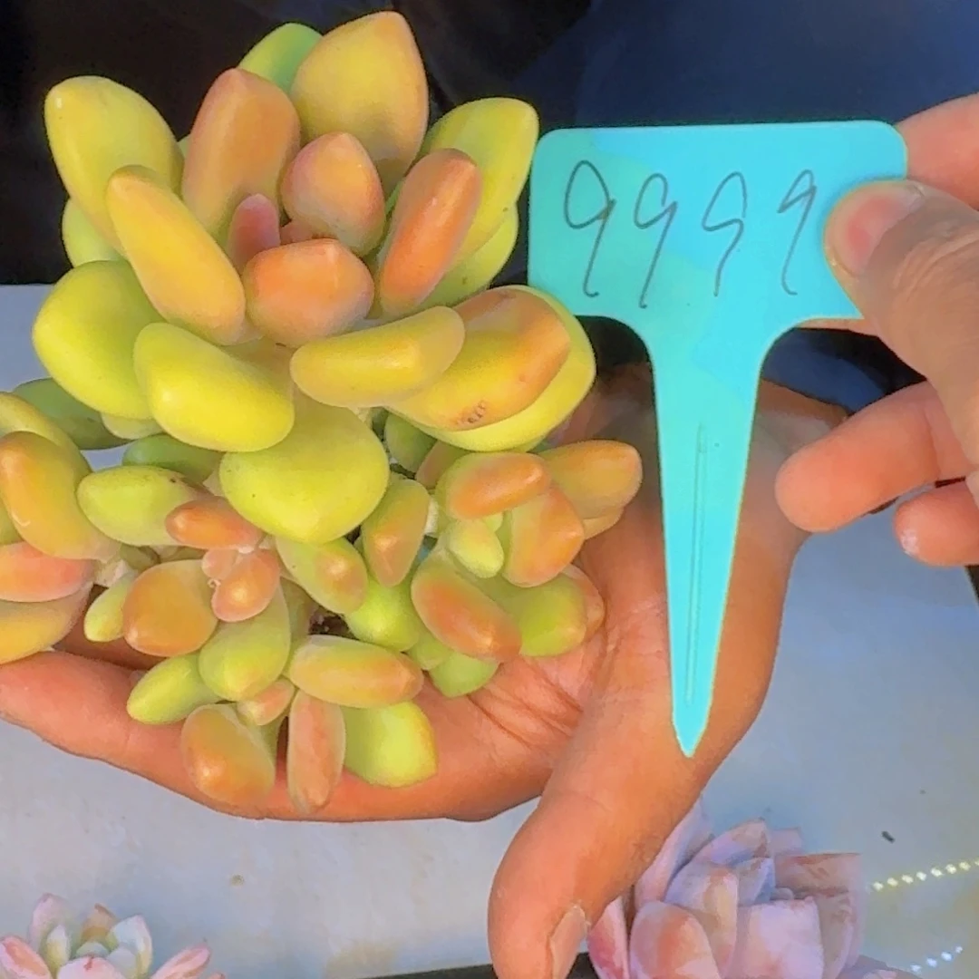 多肉植物的生长发育与