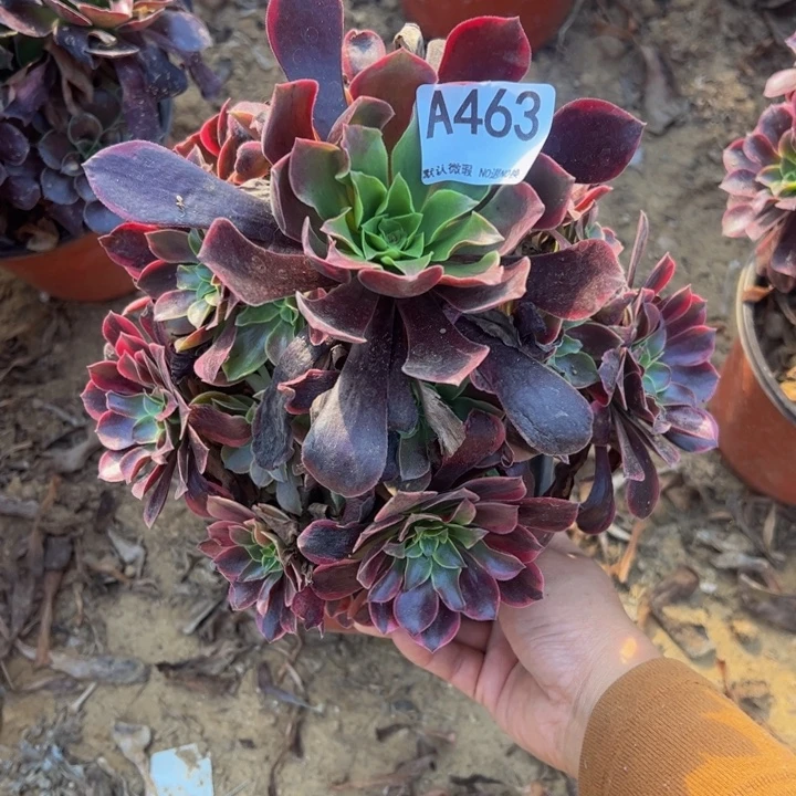 金丝却多肉植物463.
