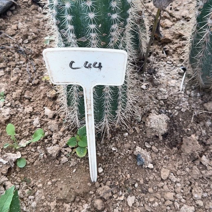 八***花C44毛花柱瑕疵球西面的列宁40