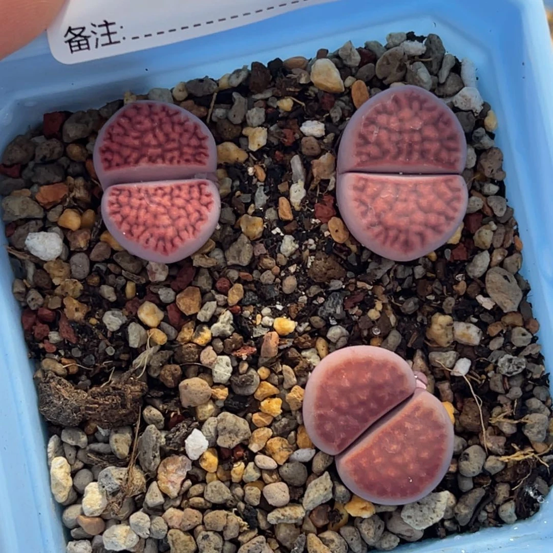 7235紫花纹玉3颗尺寸2.0