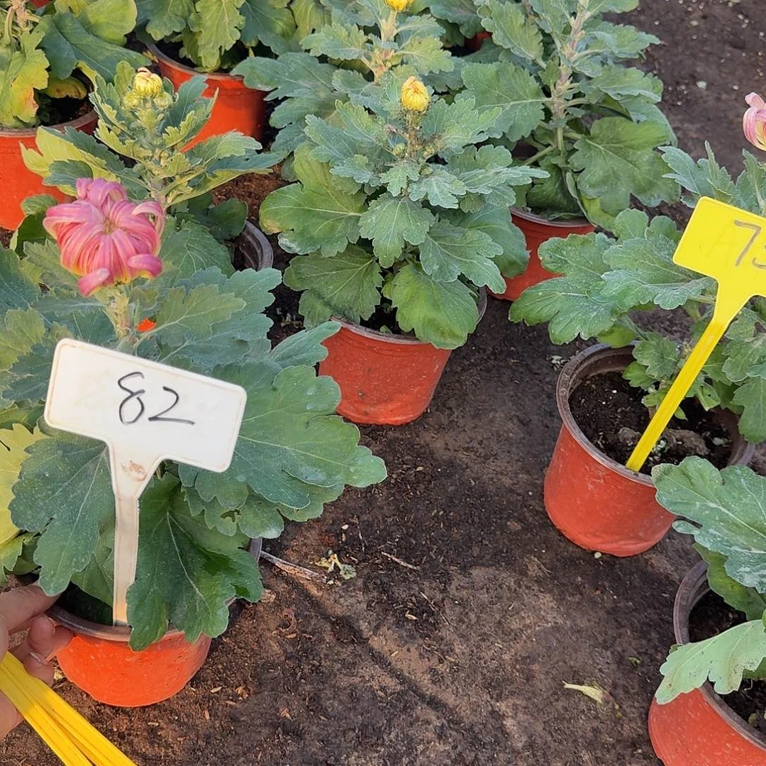 大部分花苞少量开放82圣者