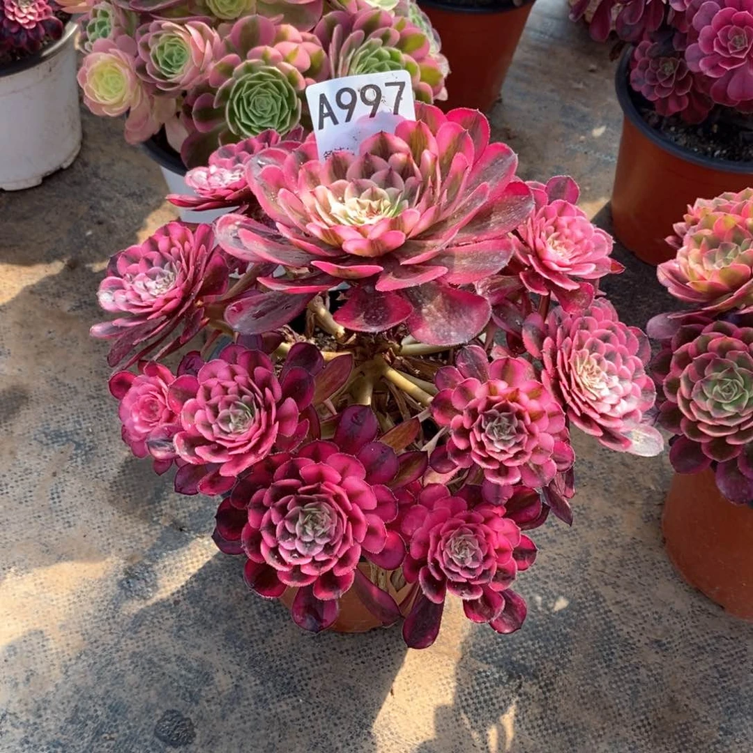 嫩桩白月光997多肉法师植物