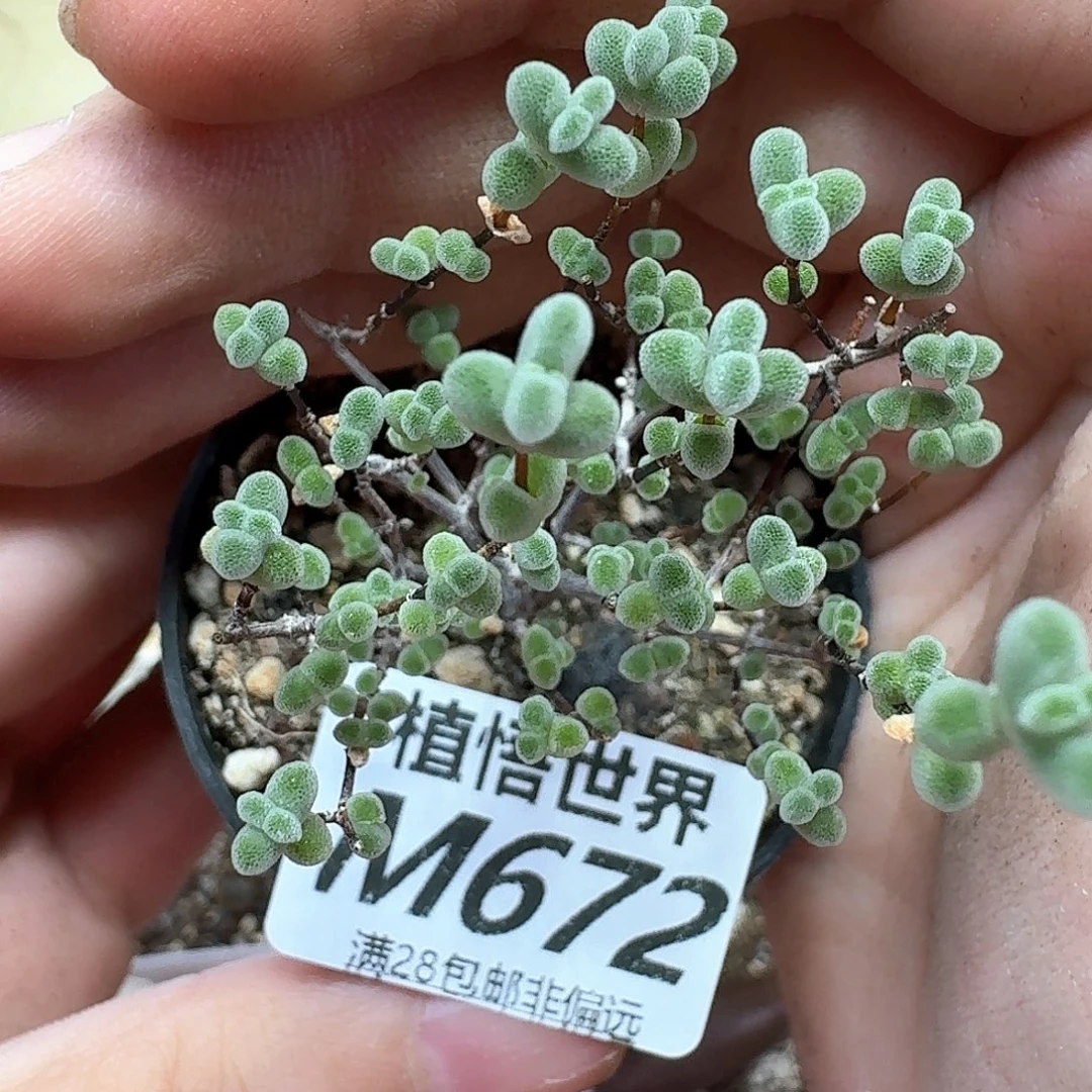 多肉植物多肉植物df