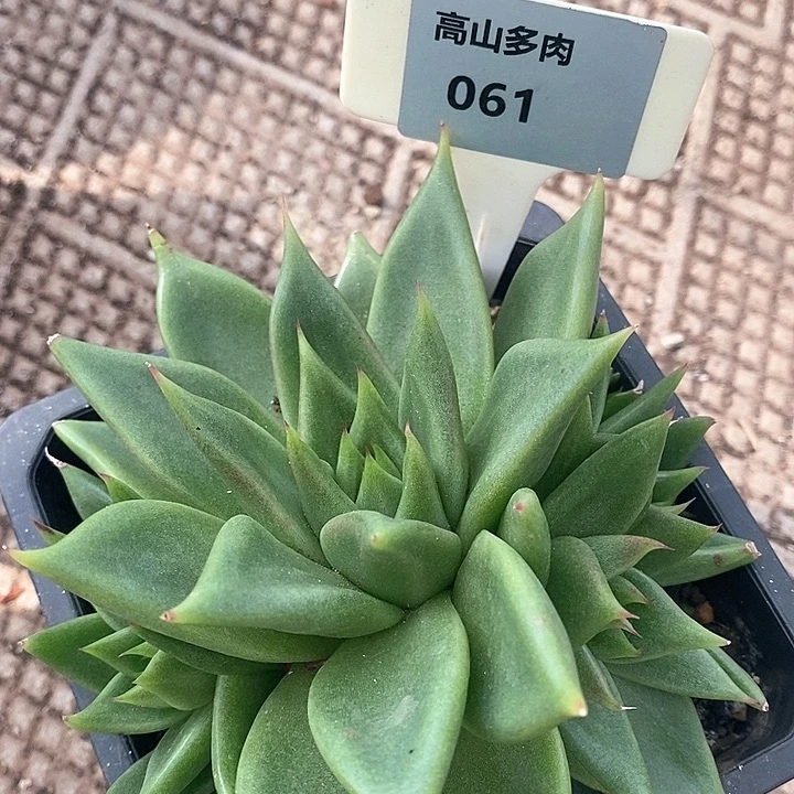 061-直播福利 特洛伊