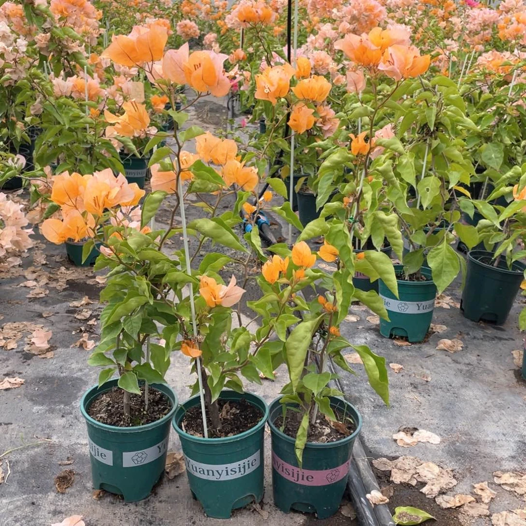 大量花朵（建议范围：8朵-15朵 或40%以上）金探戈一盆