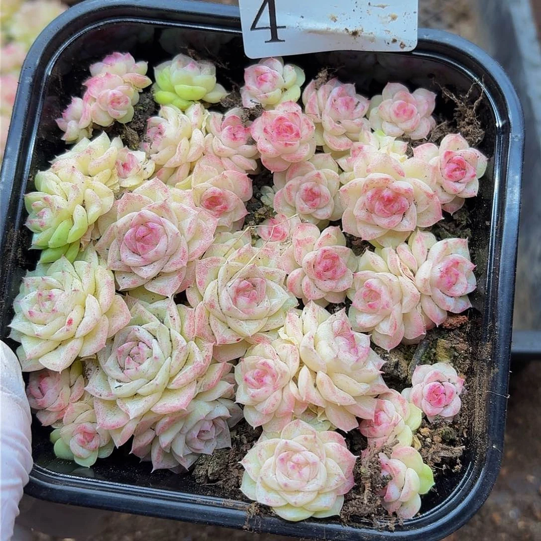 多肉植物多肉植物4