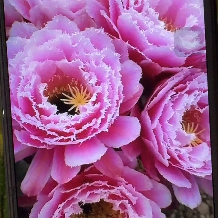 芸儿带根7公分左右毛花柱