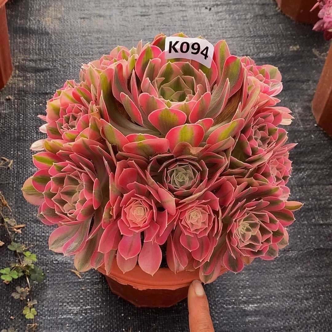 094女巫55555555555