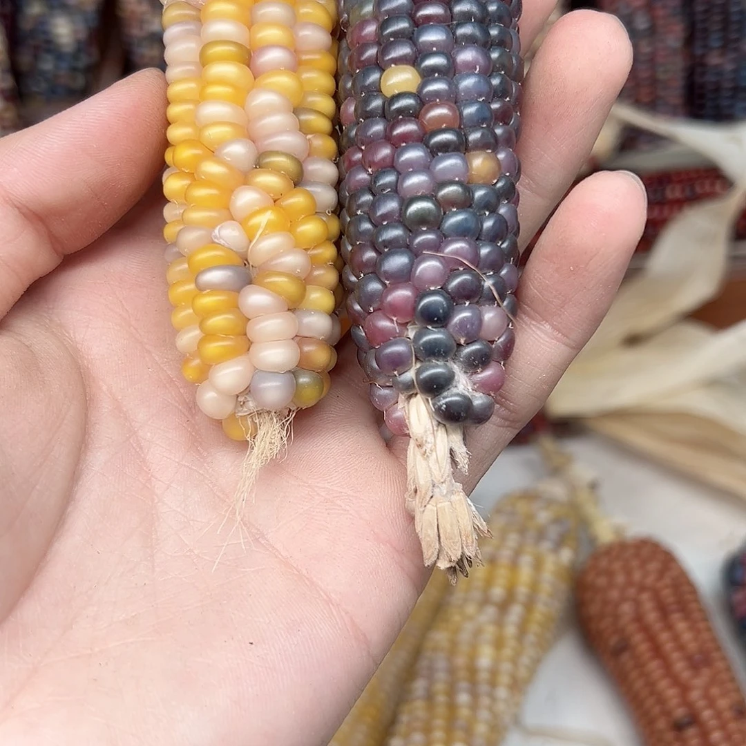 零*文玩玉米毛料精品