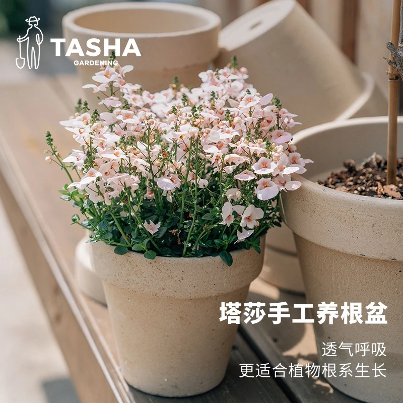 塔莎朱顶红[手工白陶养根盆]花盆粗陶极简陶土大口径客厅家用植物