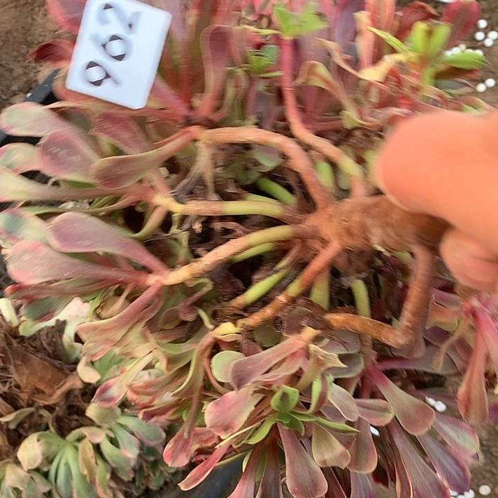 无花朵962欧嘉莉南没跟