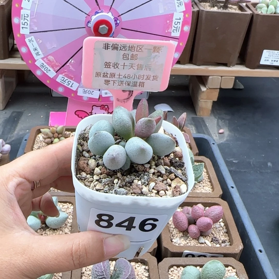 亦*846白糖豆多肉植物