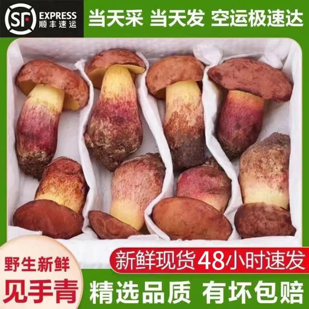 云南野生新鲜见手青牛肝菌红葱牛肝菌深山菌子冷链配送