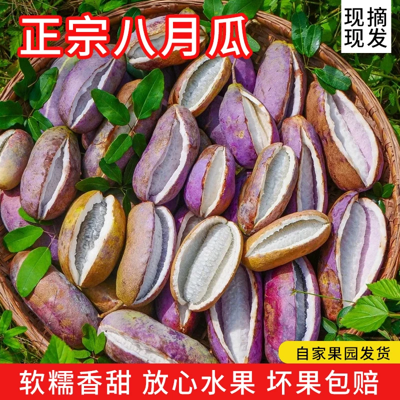 贵州特产当季八月瓜新鲜现货现摘八月炸水果果园直发软糯可口甜瓜