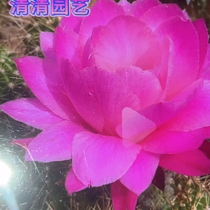 清清荷花侧牙瑕疵黑点