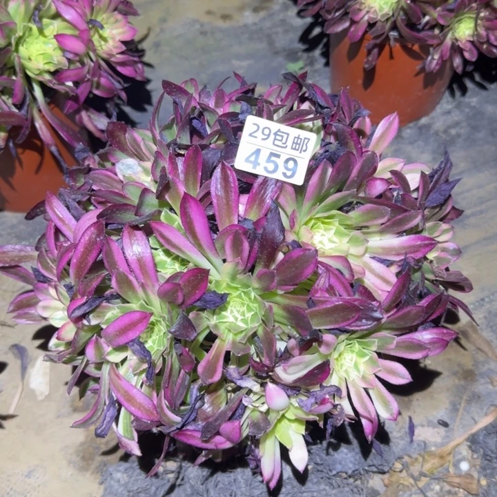 天河……多肉植物的