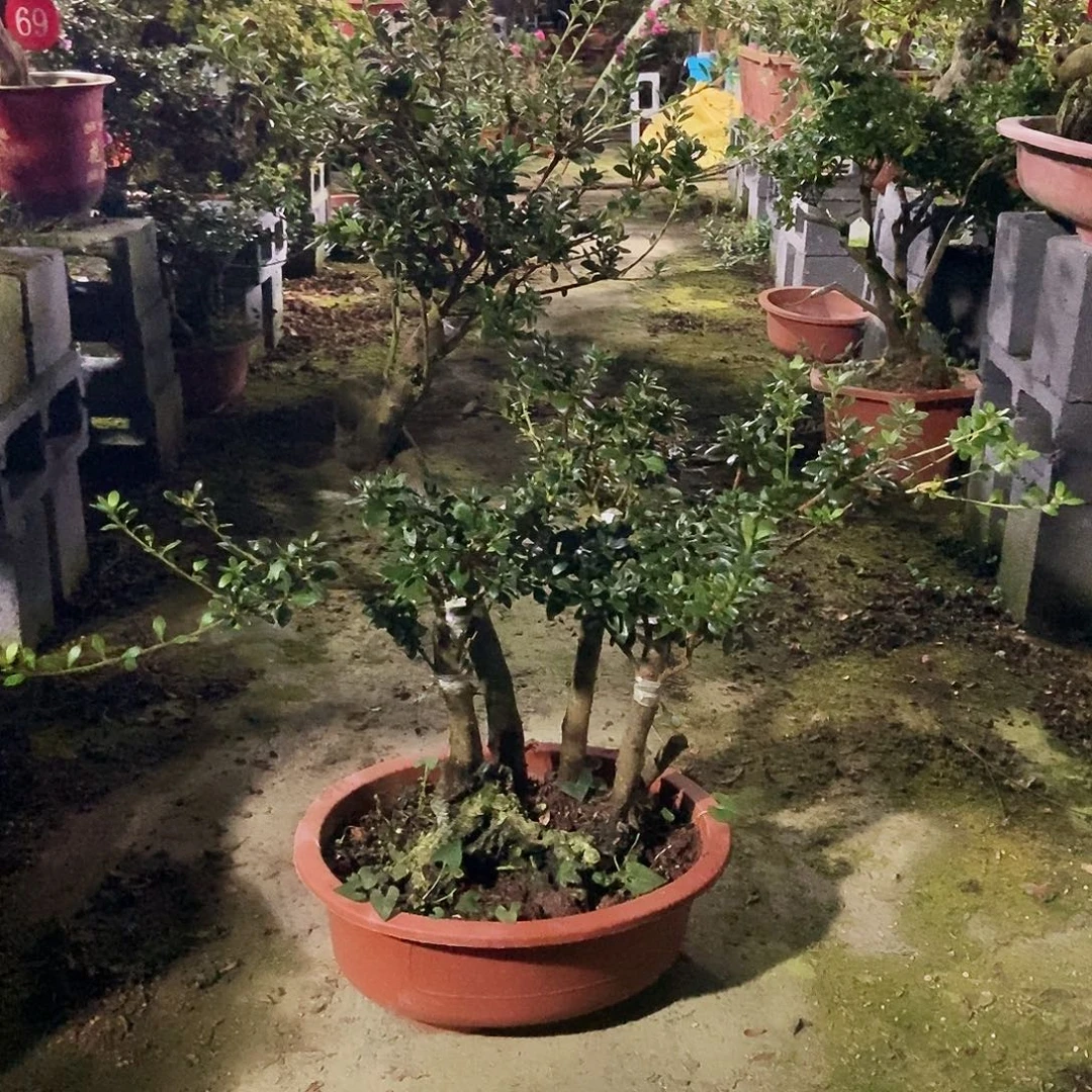 鼎***材完全开放鹃之舞桩