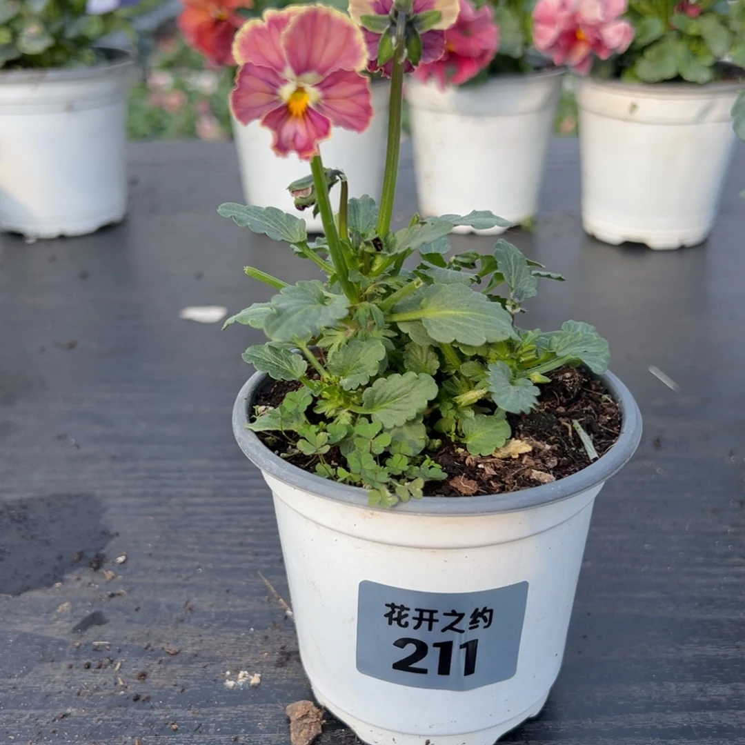 少量花朵（建议范围：2朵-5朵 或40%以下）211号