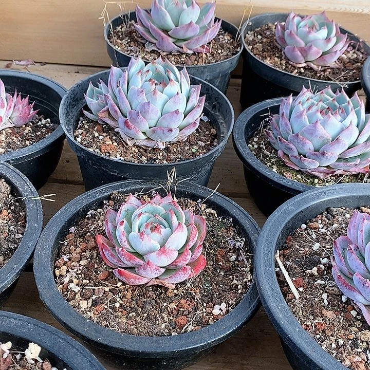 106惊鸿仙子 单头 福利多多