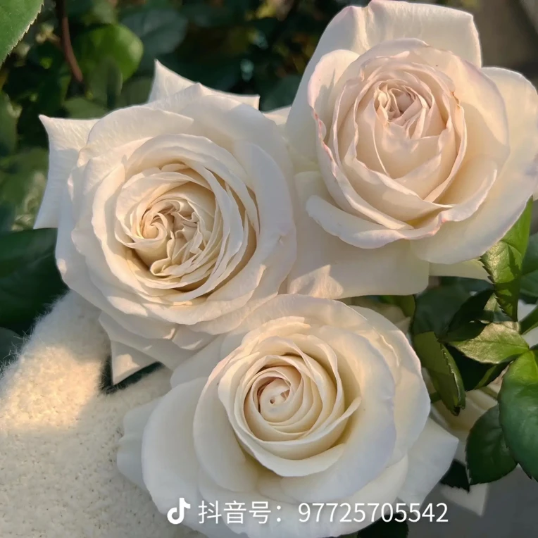 【独棵银色衬裙】一加仑勤花、耐晒、大家