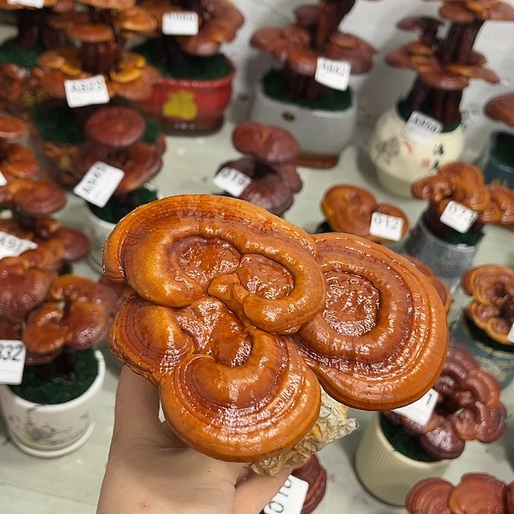 无花朵888888888888888