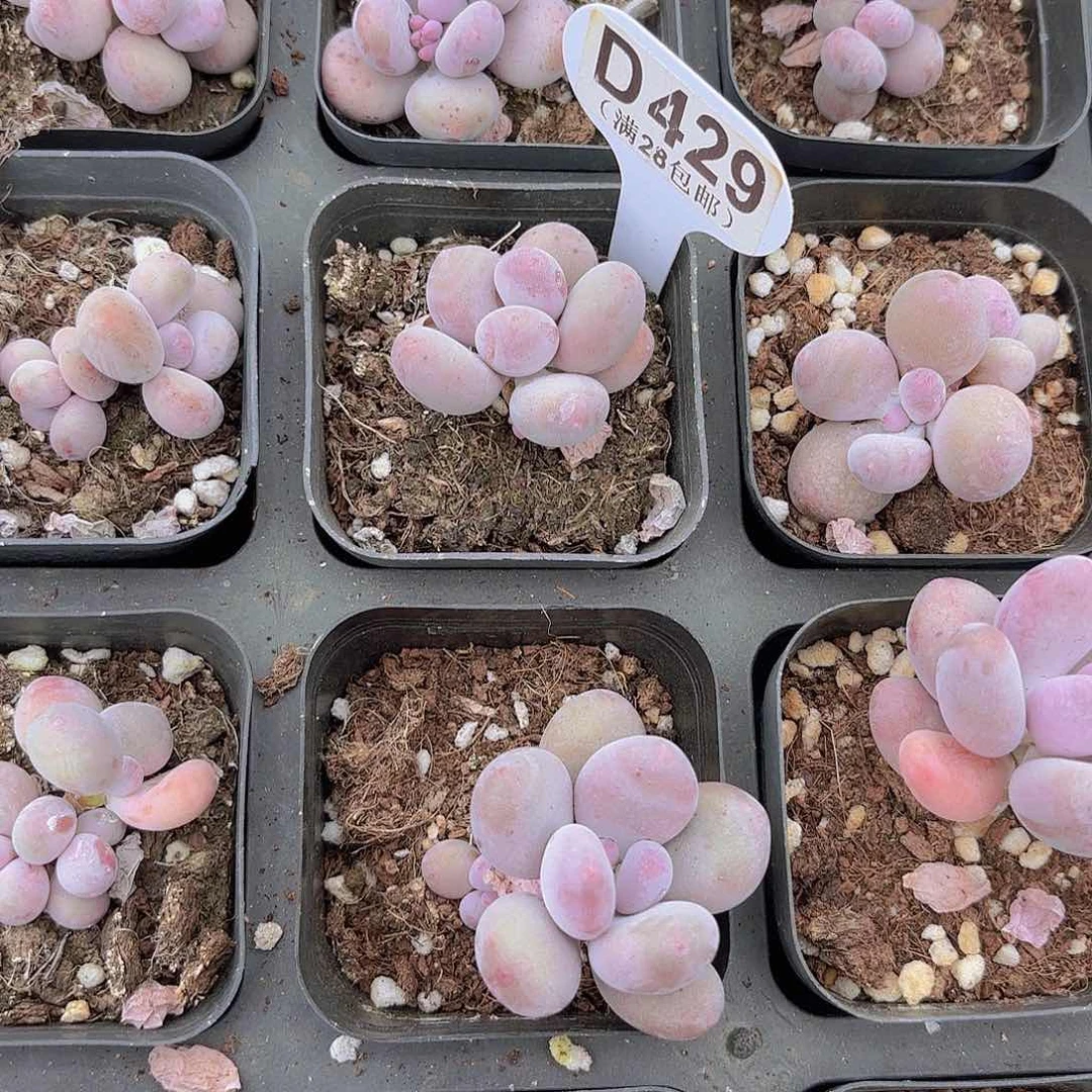 D429彩虹奶一物一拍