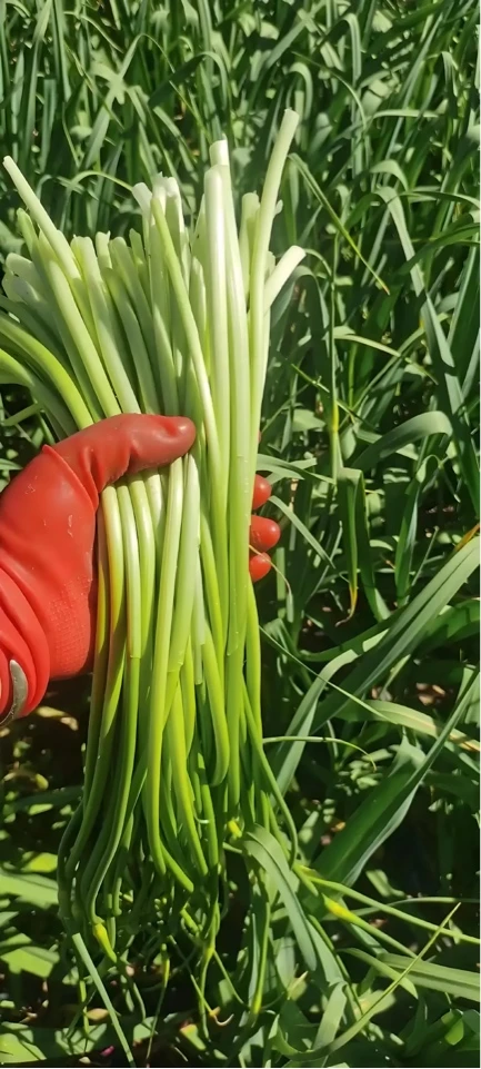 【于婷婷赶大集精选】邳州本地蒜苔