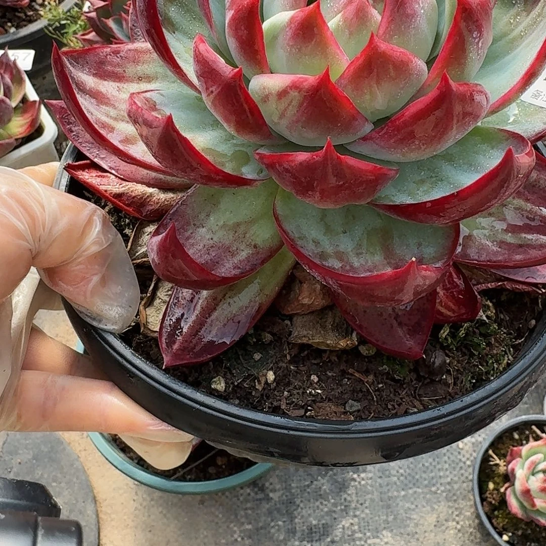 惊鸿仙子 2959............