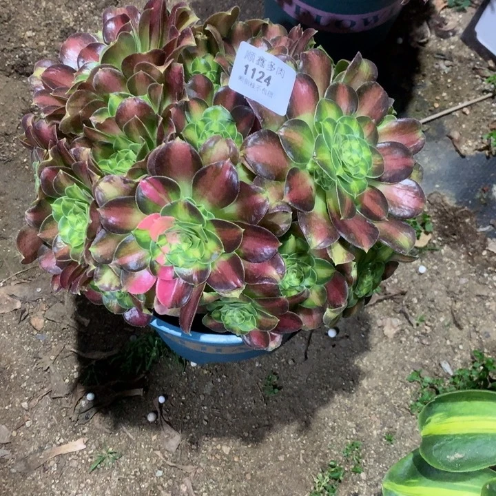 弘**选1124韶华多肉植物