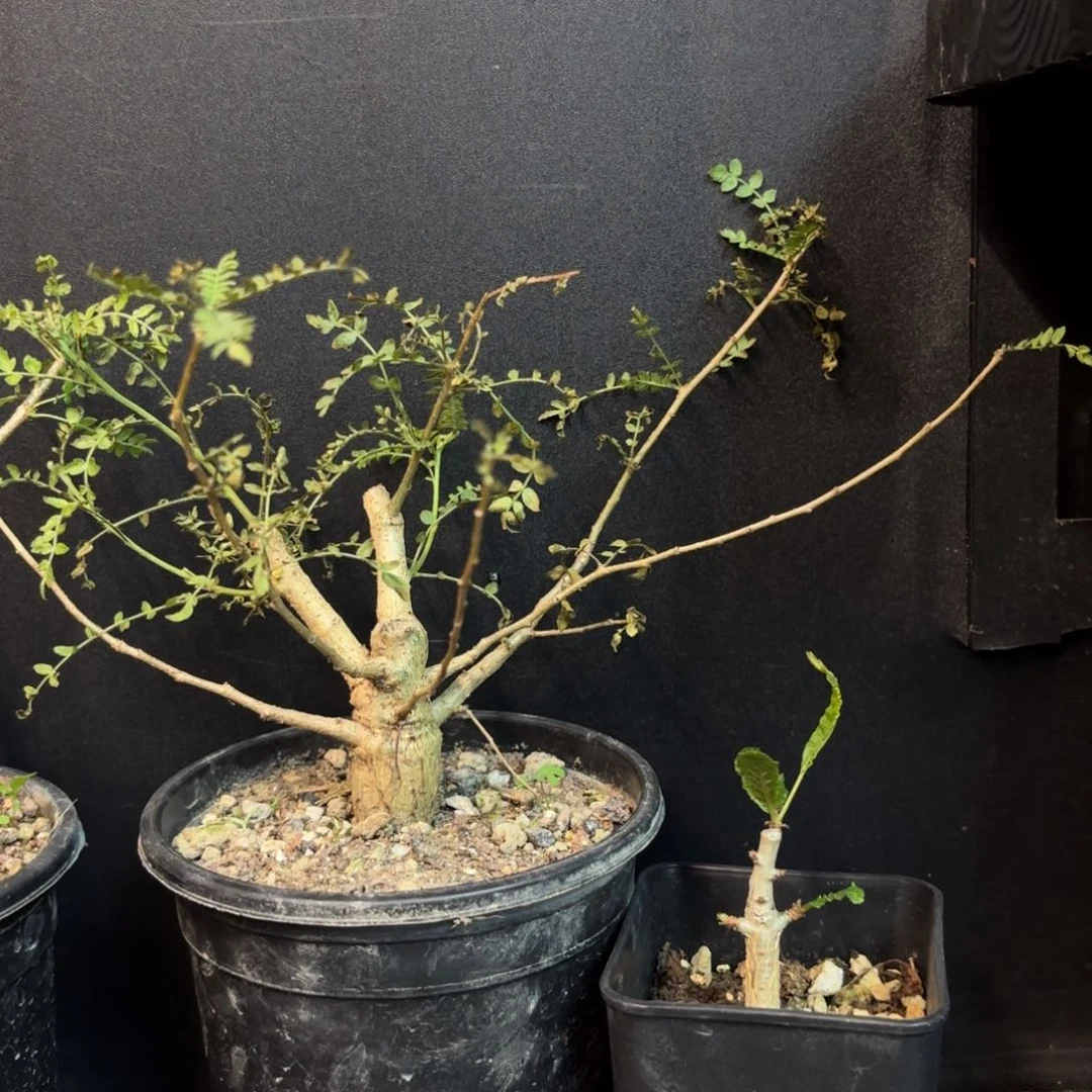 兜****比娜娜乳香➕尼勒达