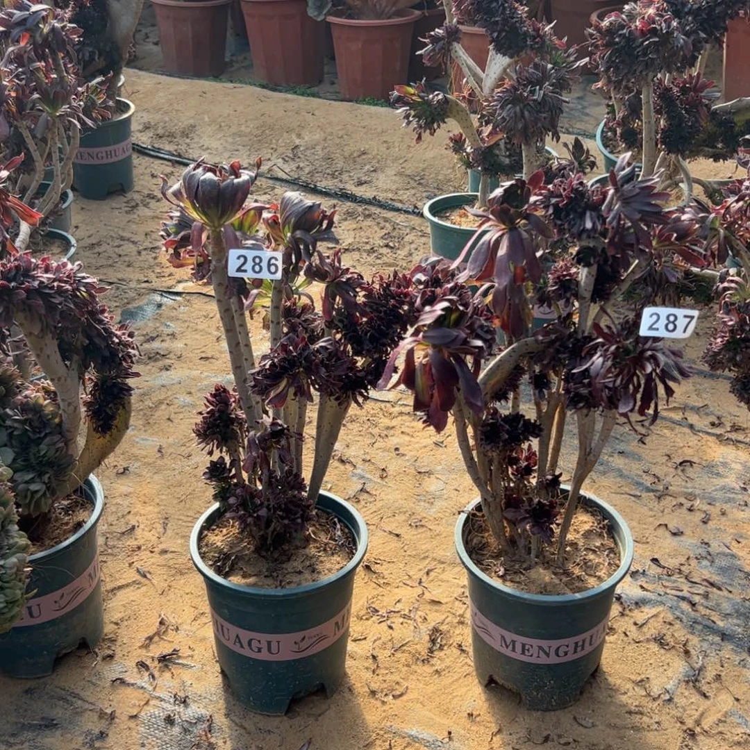 小**志有伤黑缀两颗286.287