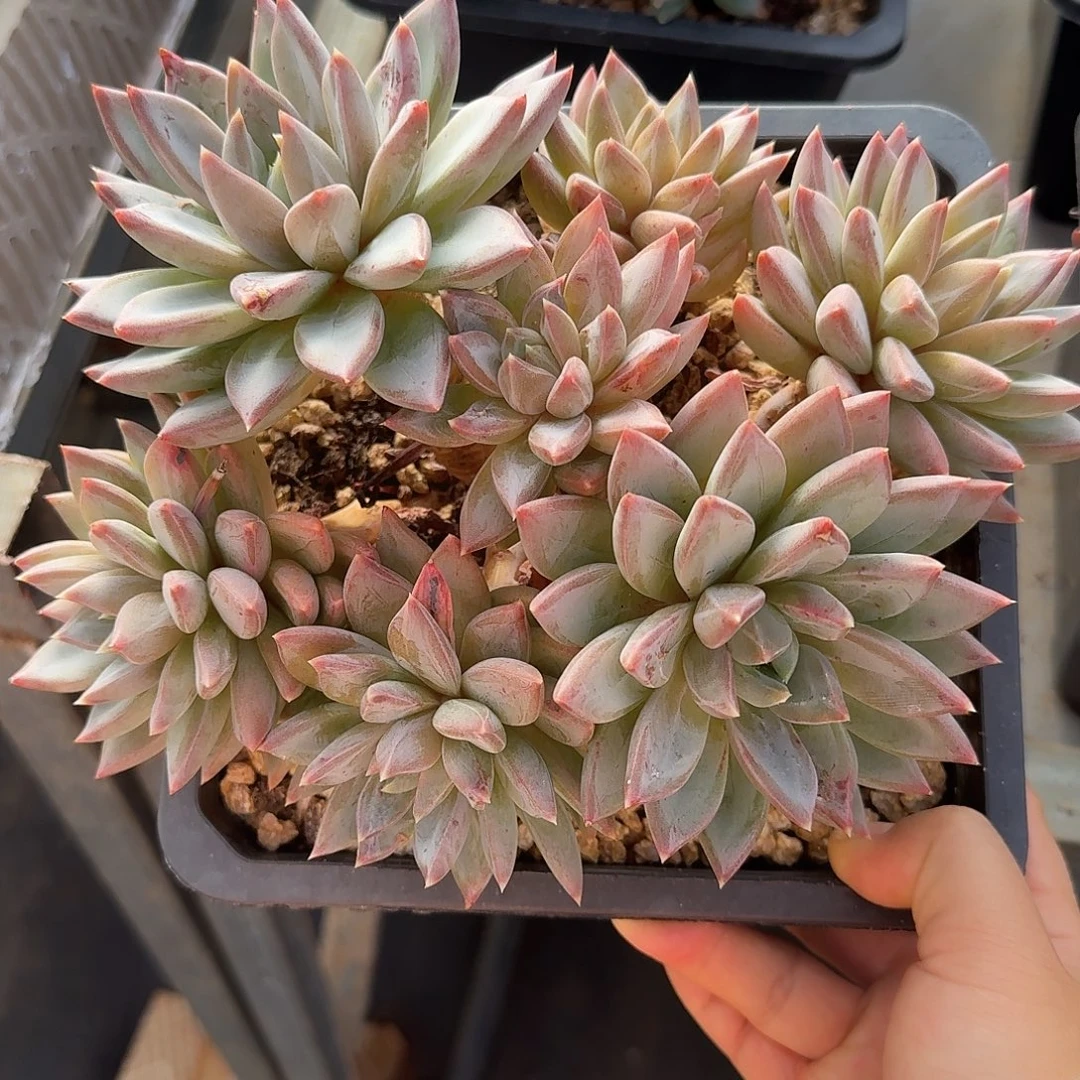 红蛋美人整无砍老桩群生