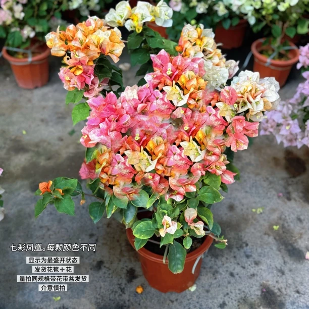 七彩凤凰·变色系c多色油画般带花四季开花三角梅爬藤