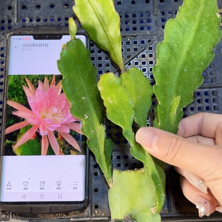 当前无花栽培后可以开花731