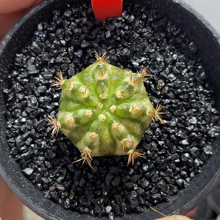 大腹肌海神——元旦福利31