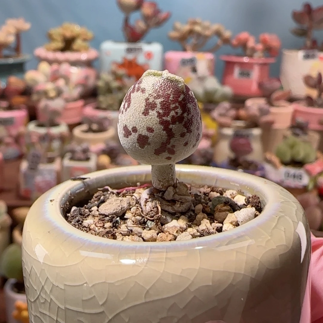 可爱紫丸 盆口3cm